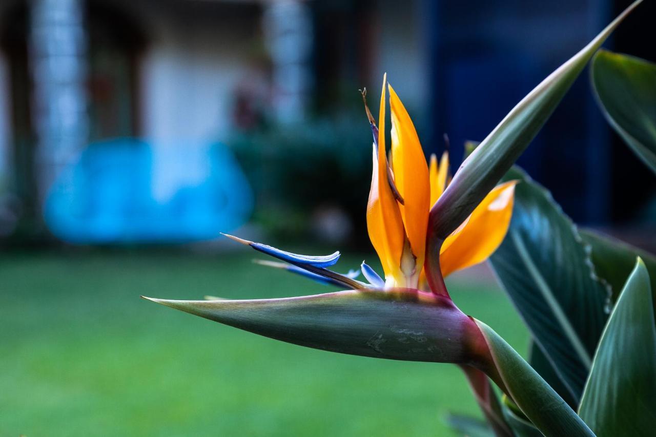 Colibri Turquesa Hotel Tepoztlan Exterior photo